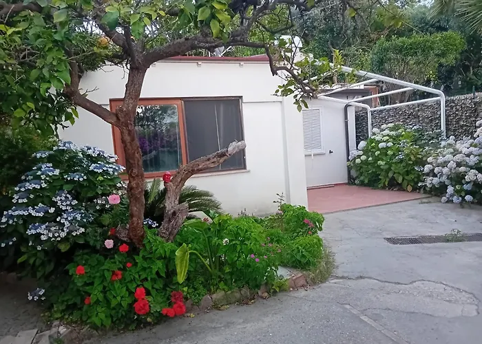 La Dracena